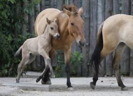 A newborn foal with his parents