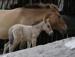 A newborn foal with his mother