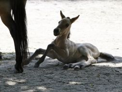 A newborn foal 
