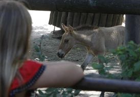 The girl looks at a newborn foal