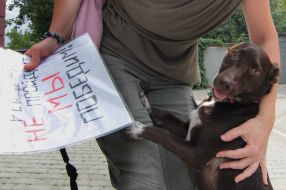 Participant of action with a dog