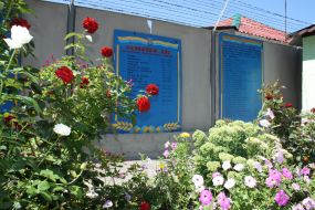 Flowers on territory of the colony