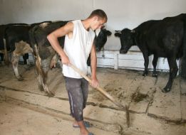 Засуджений працює в корівнику
