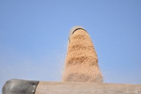 The grain harvest