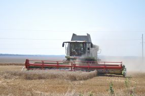 The grain harvest