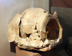 Model of Trypillian housing