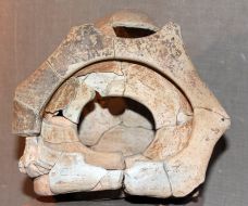 Model of Trypillian housing