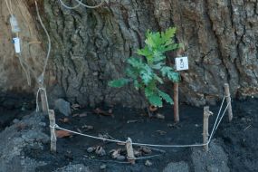 700-year Zaporizhia oak-giant