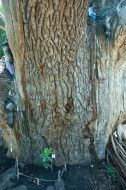 700-year Zaporizhia oak-giant