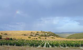 Vineyard