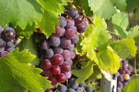 Вunch of grapes