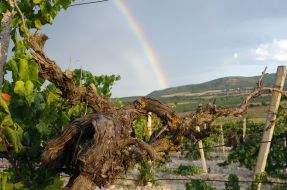 The barrel of the grapes