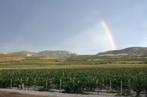 Vineyard