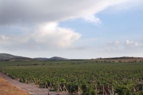 Vineyard