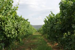 Vineyard