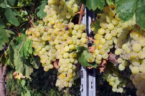 Вunches of grapes