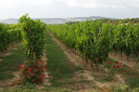 Vineyard