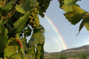 Вunch of grapes