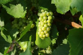 Вunches of grapes