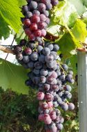 Вunches of grapes