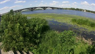 Днепр зарастает водорослями