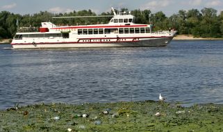 Днепр зарастает водорослями