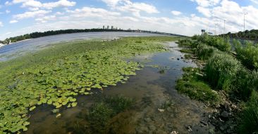 Днепр зарастает водорослями
