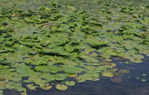 Днепр зарастает водорослями