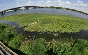 Днепр зарастает водорослями