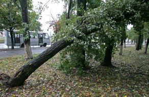 Сломанные деревья