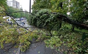 Сломанные деревья