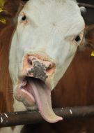 Cow