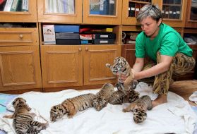 Six Amur tiger cubs
