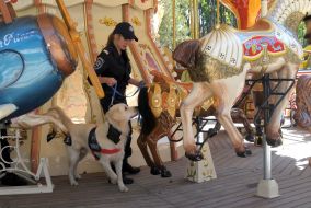A police cynologist and dog
