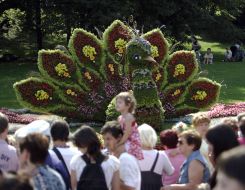 Квіткова композиція у вигляді жар-птиці