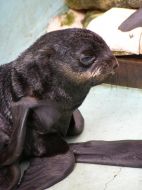 Newborn baby northern fur seal