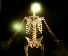 Photo of skeleton