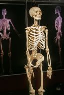 Skeleton