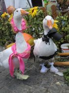Geese