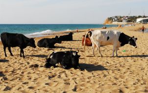 Коровы на пляже