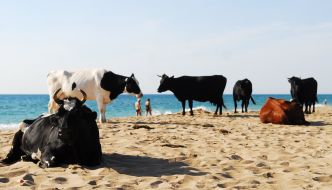 Коровы на пляже