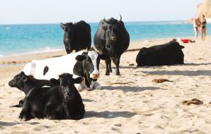 Коровы на пляже