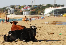 Коровы на пляже