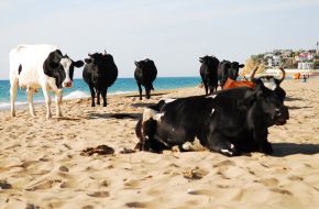 Коровы на пляже