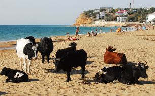 Коровы на пляже