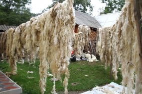 Drying of wool