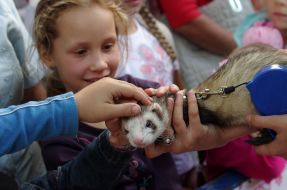 Girl stroking a polecat