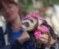 A girl holds apolecat