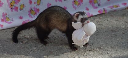 A polecat