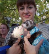 A girl holds apolecats